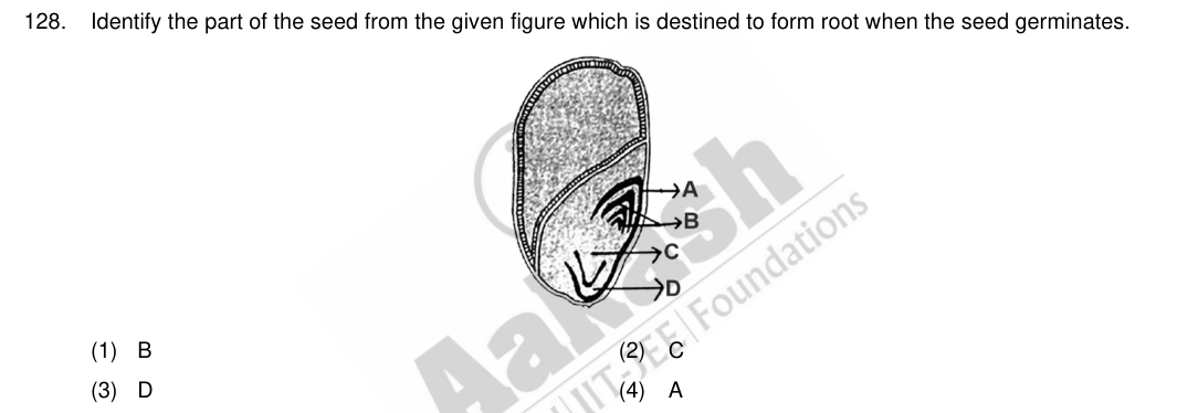 Question 128 as printed in the NEET 2024 booklet